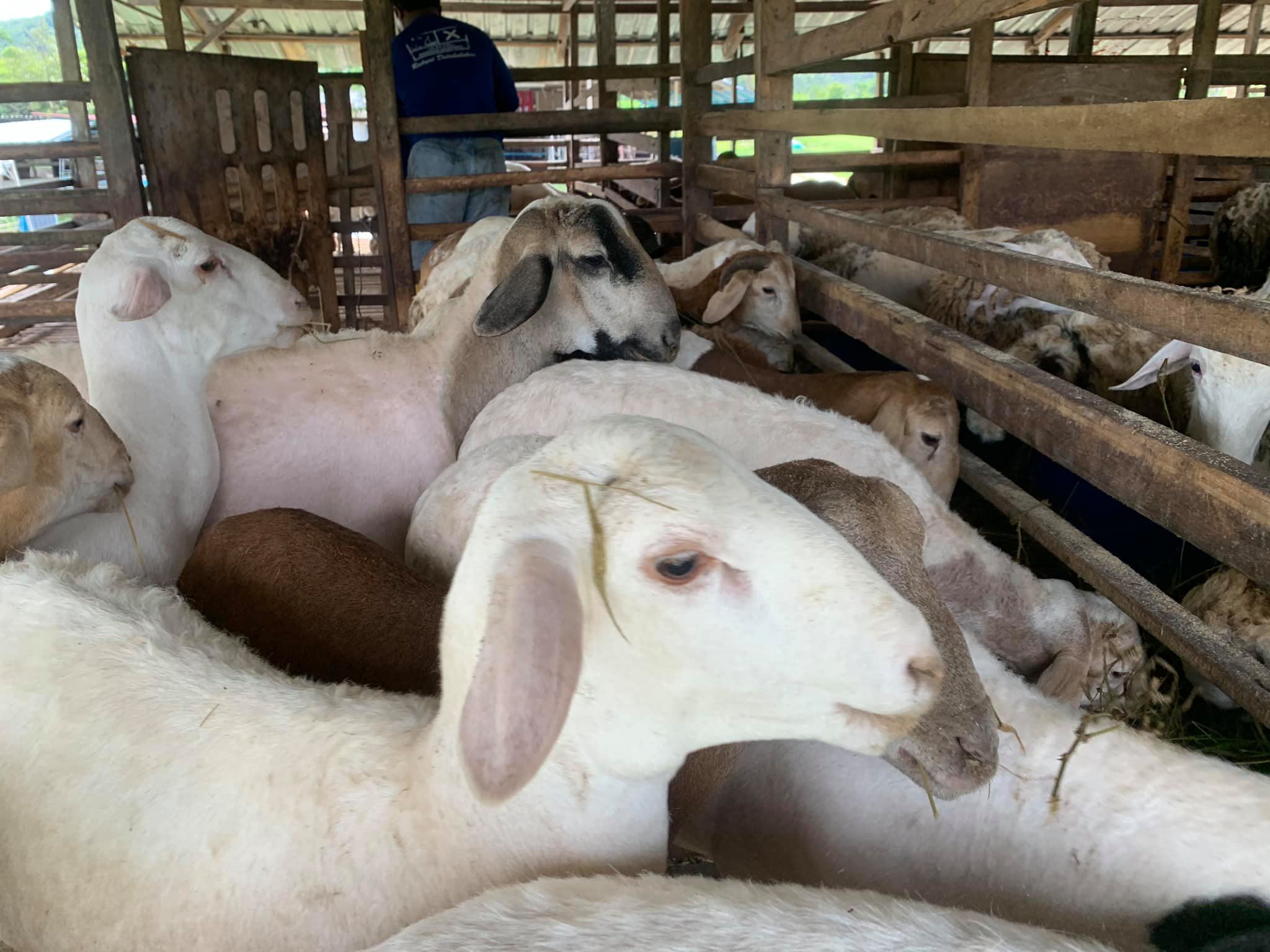 GOAT FARMING PROJECT GENERATES INCOME